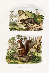 Rat des arbres